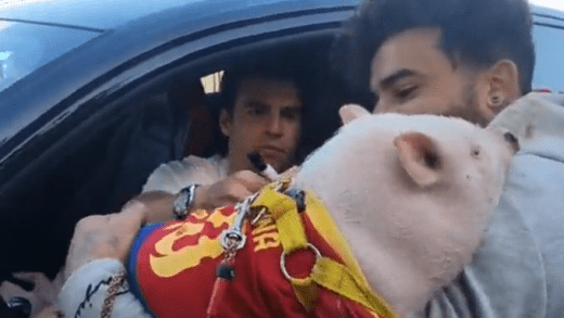 გულშემატკივარმა რიკი პუჩის ავტოგრაფი გოჭზე მოაწერინა | VIDEO 3